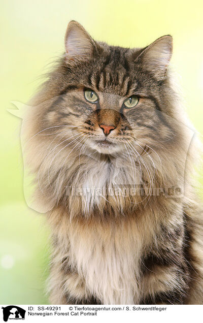 Norwegian Forest Cat Portrait / SS-49291