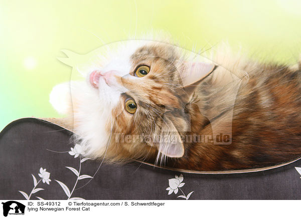 liegende Norwegische Waldkatze / lying Norwegian Forest Cat / SS-49312