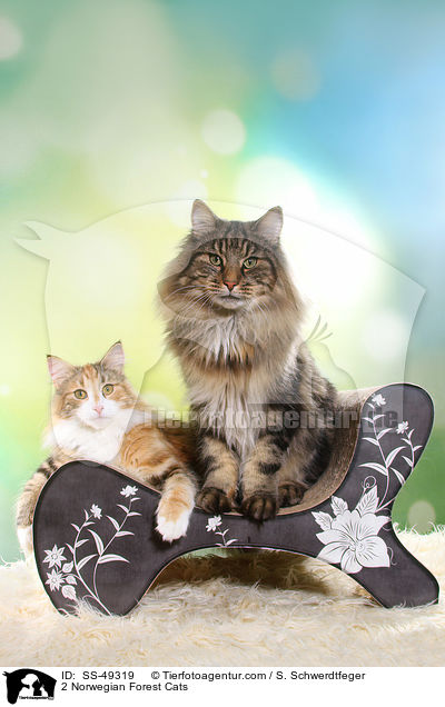 2 Norwegische Waldkatzen / 2 Norwegian Forest Cats / SS-49319