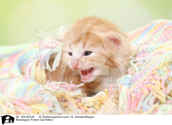Norwegische Waldkatze Ktzchen / Norwegian Forest Cat Kitten / SS-49330