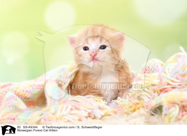 Norwegische Waldkatze Ktzchen / Norwegian Forest Cat Kitten / SS-49344