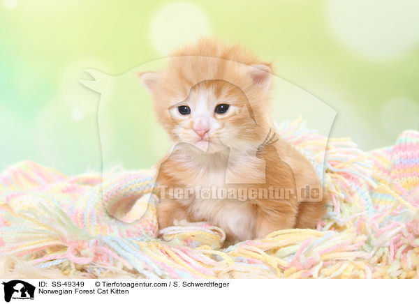 Norwegische Waldkatze Ktzchen / Norwegian Forest Cat Kitten / SS-49349