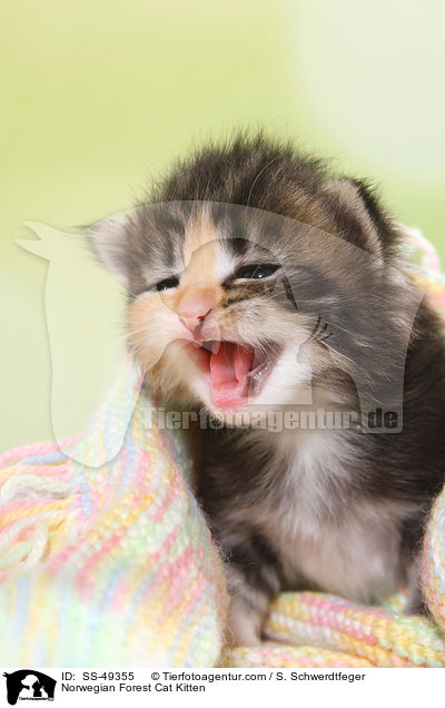 Norwegische Waldkatze Ktzchen / Norwegian Forest Cat Kitten / SS-49355