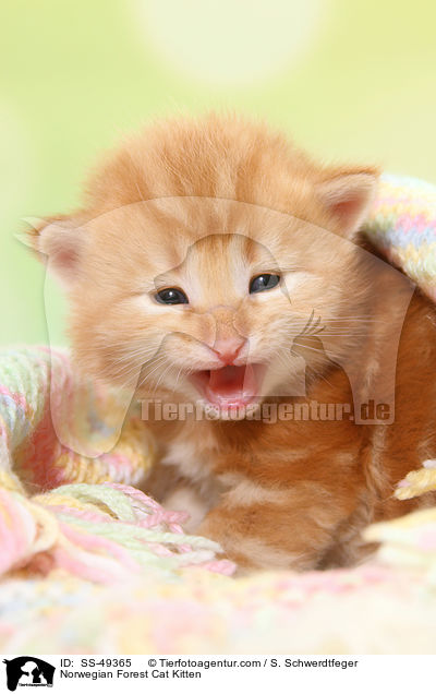 Norwegische Waldkatze Ktzchen / Norwegian Forest Cat Kitten / SS-49365