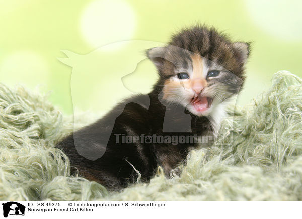 Norwegische Waldkatze Ktzchen / Norwegian Forest Cat Kitten / SS-49375
