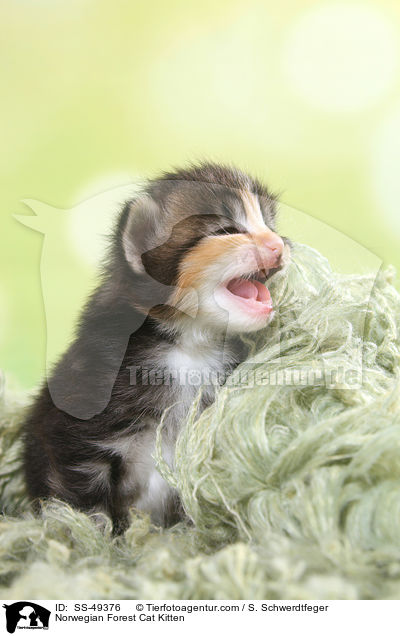 Norwegische Waldkatze Ktzchen / Norwegian Forest Cat Kitten / SS-49376