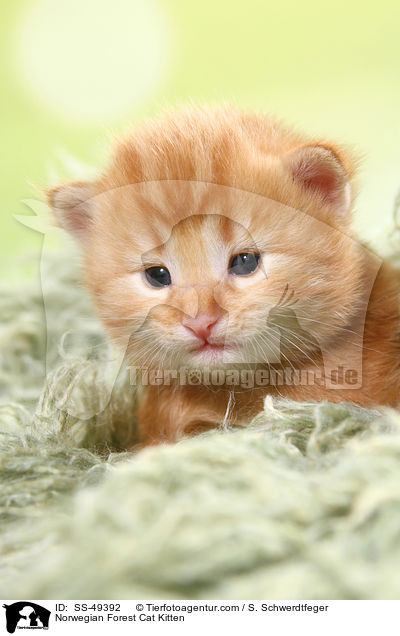 Norwegische Waldkatze Ktzchen / Norwegian Forest Cat Kitten / SS-49392