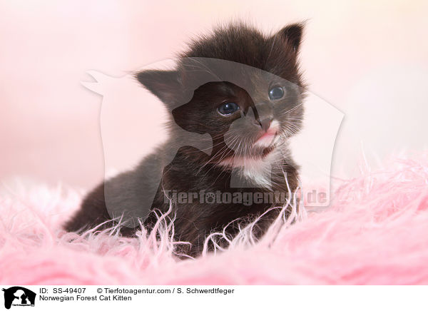 Norwegische Waldkatze Ktzchen / Norwegian Forest Cat Kitten / SS-49407