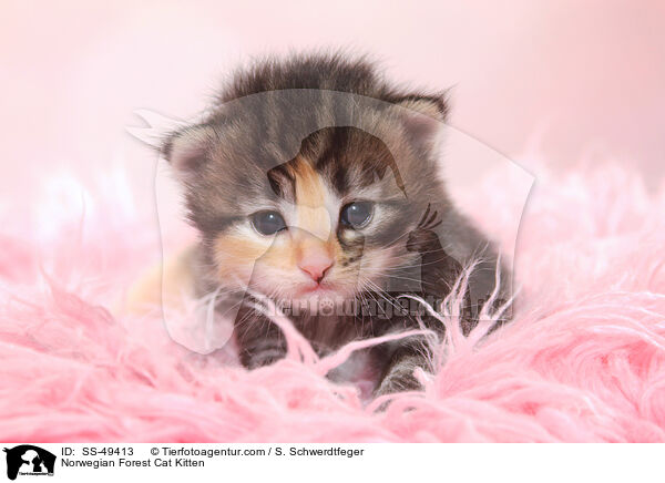 Norwegische Waldkatze Ktzchen / Norwegian Forest Cat Kitten / SS-49413