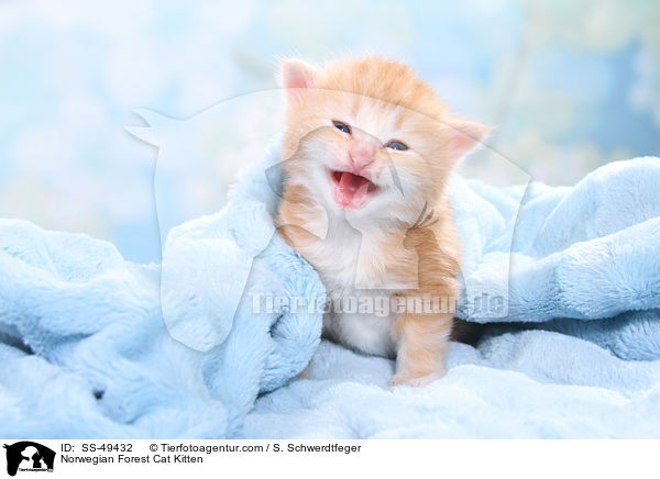 Norwegische Waldkatze K�tzchen / Norwegian Forest Cat Kitten / SS-49432
