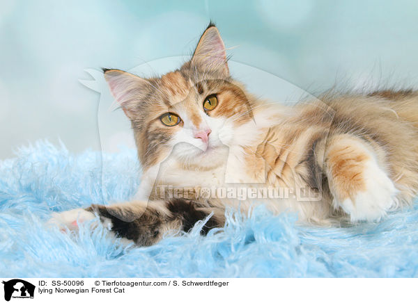 lying Norwegian Forest Cat / SS-50096