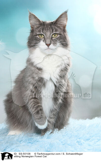 sitzende Norwegische Waldkatze / sitting Norwegian Forest Cat / SS-50108