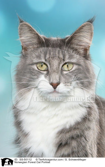 Norwegische Waldkatze Portrait / Norwegian Forest Cat Portrait / SS-50112
