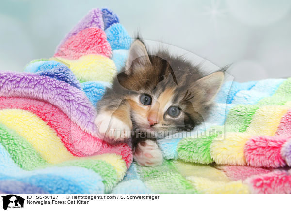 Norwegische Waldkatze Ktzchen / Norwegian Forest Cat Kitten / SS-50127
