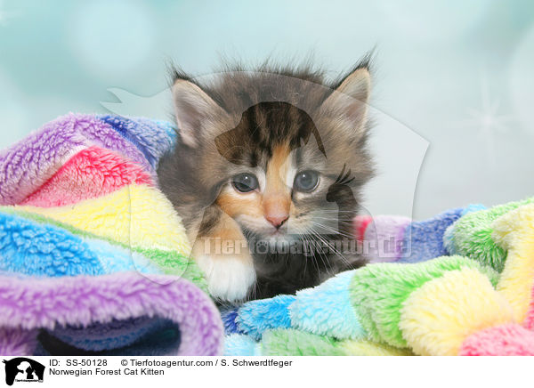 Norwegische Waldkatze Ktzchen / Norwegian Forest Cat Kitten / SS-50128