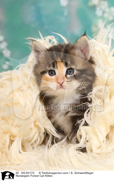 Norwegische Waldkatze Ktzchen / Norwegian Forest Cat Kitten / SS-50172