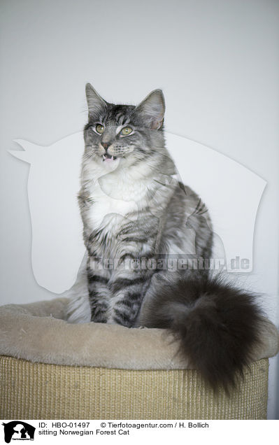 sitzende Norwegische Waldkatze / sitting Norwegian Forest Cat / HBO-01497