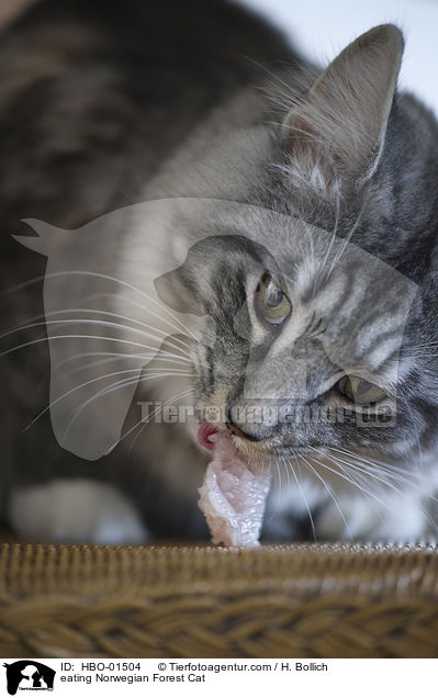eating Norwegian Forest Cat / HBO-01504