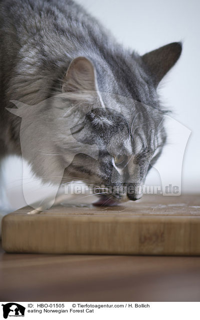 eating Norwegian Forest Cat / HBO-01505
