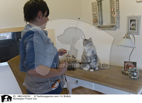 Norwegische Waldkatze / Norwegian Forest Cat / HBO-02032