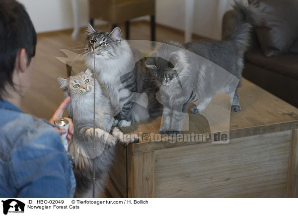 Norwegische Waldkatzen / Norwegian Forest Cats / HBO-02049