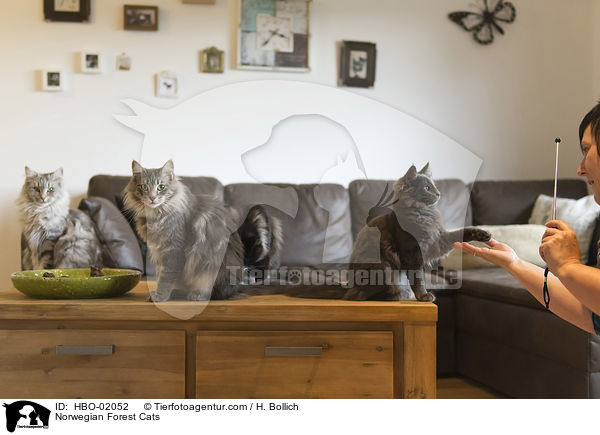 Norwegische Waldkatzen / Norwegian Forest Cats / HBO-02052