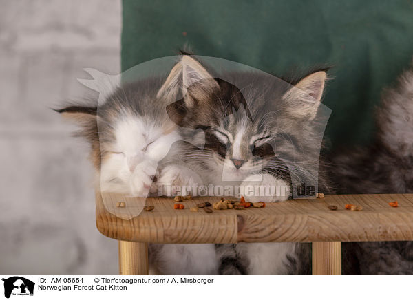 Norwegische Waldkatze Ktzchen / Norwegian Forest Cat Kitten / AM-05654