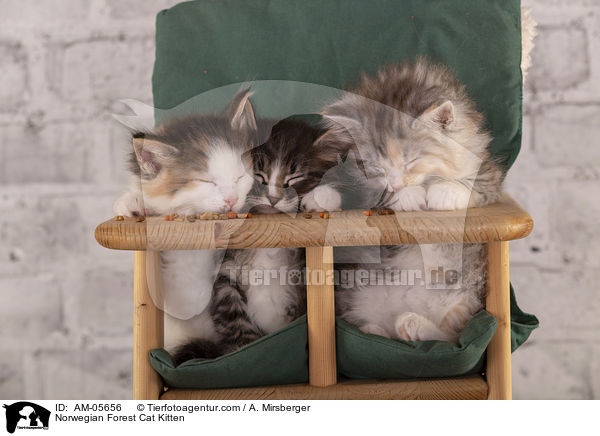 Norwegische Waldkatze Ktzchen / Norwegian Forest Cat Kitten / AM-05656