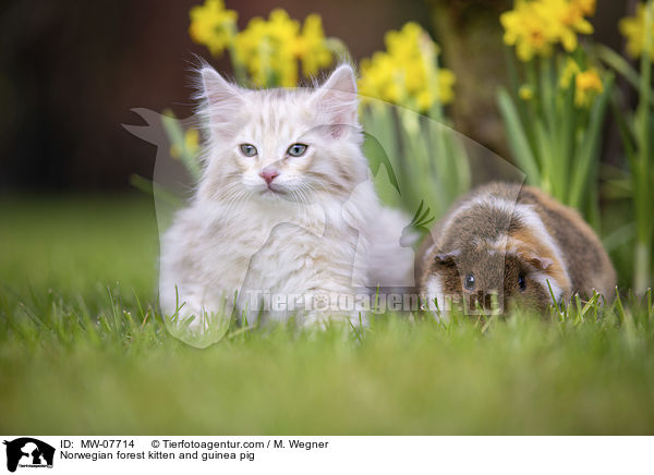 Norwegian forest kitten and guinea pig / MW-07714