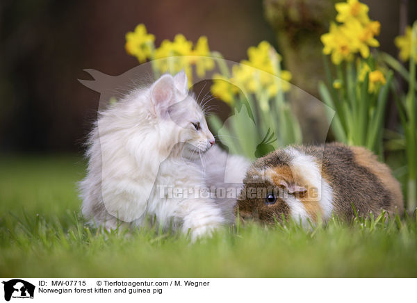 Norwegian forest kitten and guinea pig / MW-07715