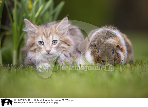 Norwegian forest kitten and guinea pig / MW-07718