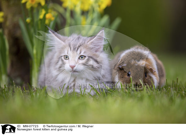 Norwegian forest kitten and guinea pig / MW-07723