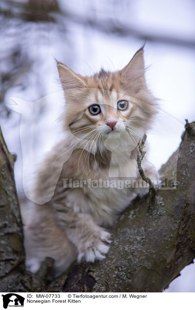 Norwegisches Waldktzchen / Norwegian Forest Kitten / MW-07733