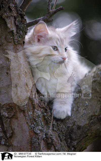 Norwegisches Waldktzchen / Norwegian Forest Kitten / MW-07735