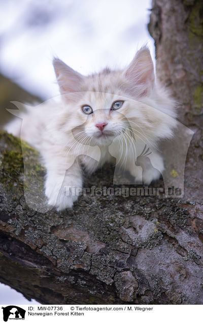 Norwegisches Waldktzchen / Norwegian Forest Kitten / MW-07736