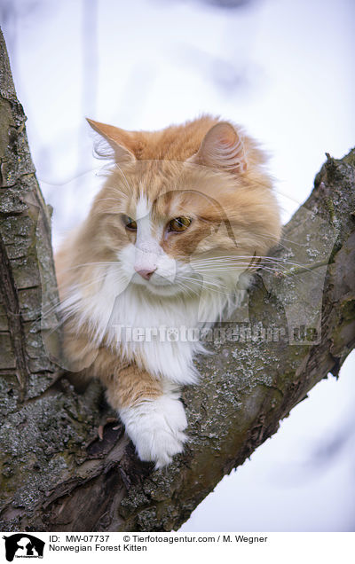 Norwegisches Waldktzchen / Norwegian Forest Kitten / MW-07737