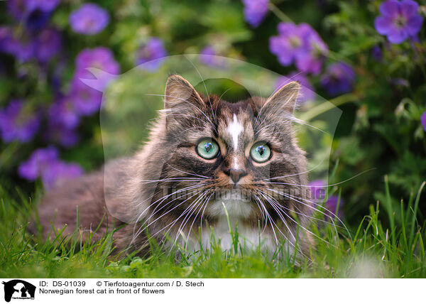 Norwegische Waldkatze vor Blumen / Norwegian forest cat in front of flowers / DS-01039