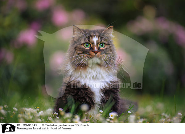 Norwegische Waldkatze vor Blumen / Norwegian forest cat in front of flowers / DS-01042
