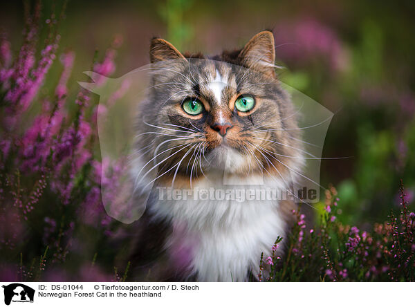 Norwegische Waldkatze in der Heide / Norwegian Forest Cat in the heathland / DS-01044