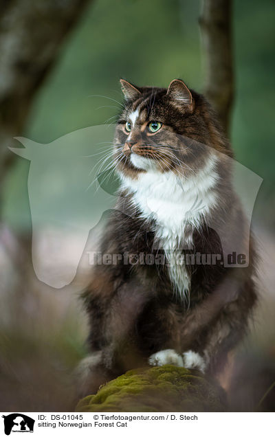 sitting Norwegian Forest Cat / DS-01045