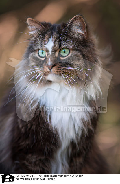 Norwegische Waldkatze Portrait / Norwegian Forest Cat Portrait / DS-01047
