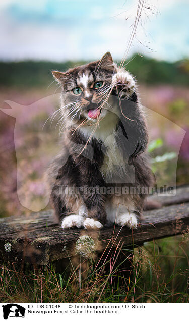 Norwegian Forest Cat in the heathland / DS-01048