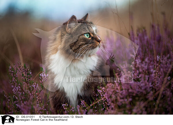Norwegische Waldkatze in der Heide / Norwegian Forest Cat in the heathland / DS-01051