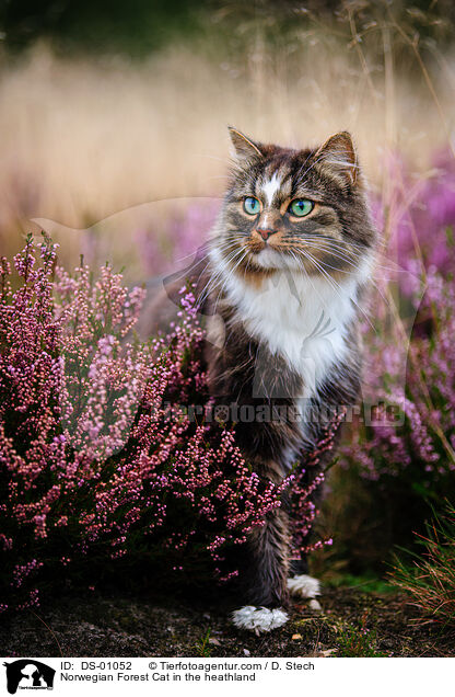 Norwegian Forest Cat in the heathland / DS-01052