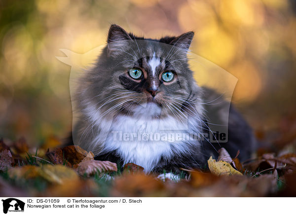 Norwegian forest cat in the foliage / DS-01059