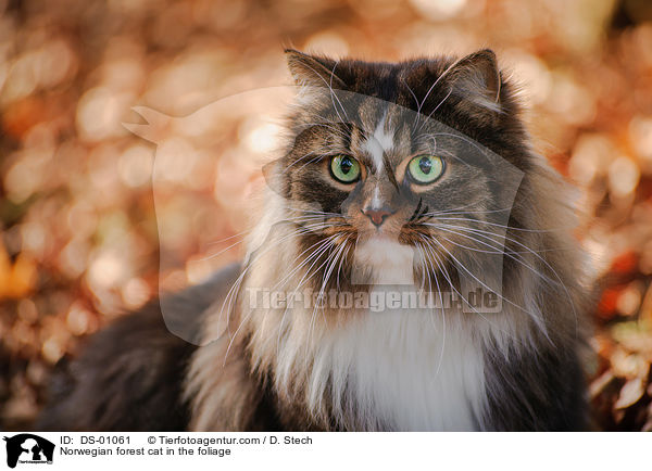 Norwegian forest cat in the foliage / DS-01061