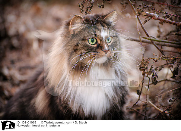 Norwegische Waldkatze im Herbst / Norwegian forest cat in autumn / DS-01062