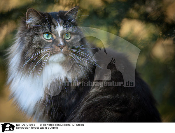 Norwegische Waldkatze im Herbst / Norwegian forest cat in autumn / DS-01068