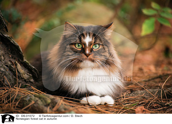 Norwegische Waldkatze im Herbst / Norwegian forest cat in autumn / DS-01072