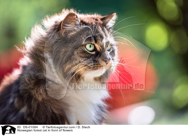 Norwegian forest cat in front of flowers / DS-01084
